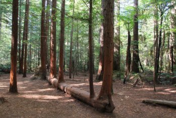 木材對(duì)人類(lèi)的好處,你知道多少? 木材對(duì)人類(lèi)的好處,你知道多少?
